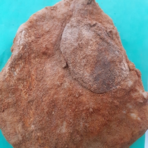 Guanciale
